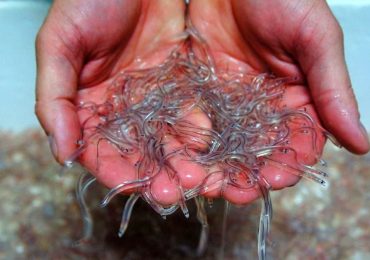 Tribunal condena a seis años de prisión a responsables de robo agravado de anguila en perjuicio de ADEAR