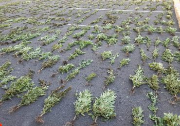 Desmantelan plantación de 1,835 plantas de marihuana en una montaña de Peravia
