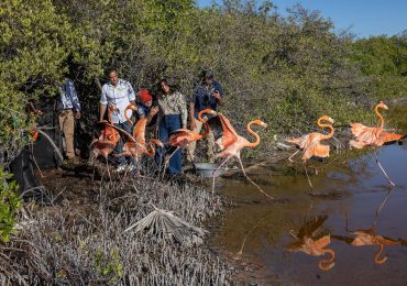 Zoológico dominicano libera 12 flamencos en Salinas de Baní