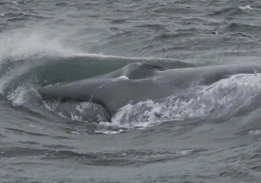 Avistan por primera vez una ballena azul, el animal más grande del planeta, frente a la costa de Chubut